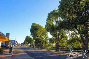 Trees on the side of the road